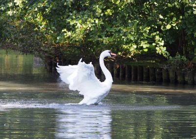 Swan, Stratford Park, Stroud